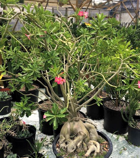 Wholesale Desert Rose Adenium Obesum Plant - China Adenium Obesum and  Adenium price