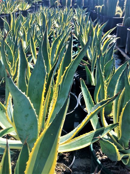 Agave americana var. Marginata | The Cactus King
