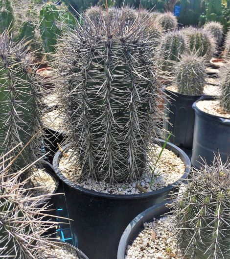 Carnegiea gigantea | The Cactus King