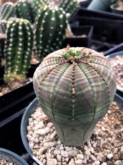 4pcs 3-4cm Succulent Cactus Live plant Euphorbia obesa plants Home Garden  Plant