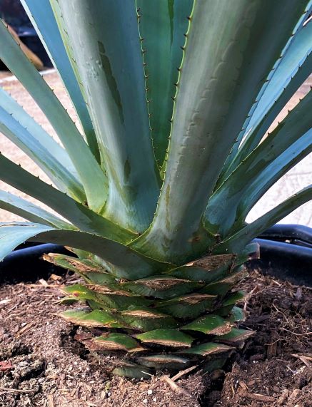 Tequila is produced from the heart of the Agave (piña or cabeza).