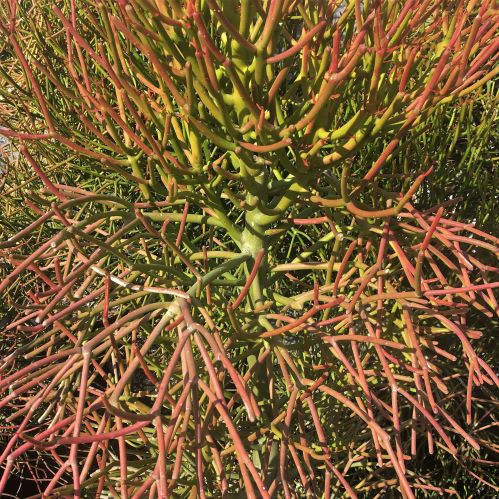 During the colder months, branches take on a pinkish-red color.