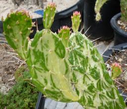 5 cactus invierno duro 15-35cm opuntien bis-25 ° C surtido plantas carnosas set 
